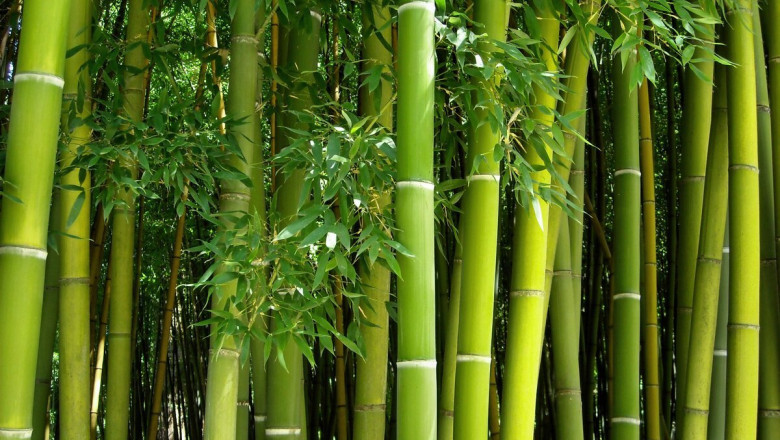 Bamboos Market Dynamics, Drivers, and Restraints 2025–2032