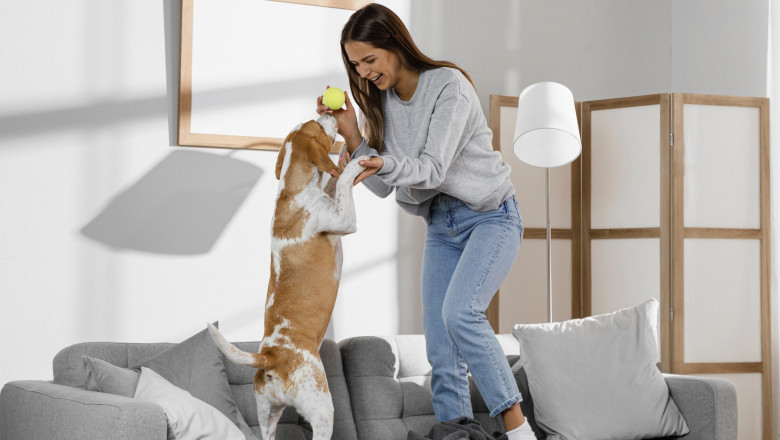 How to Move with Pets: Practical Tips for Pet Owners