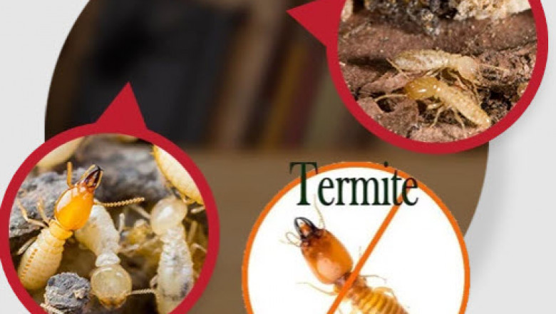 Professional Termite Inspection Ensures Your Property Stays Pest-Free