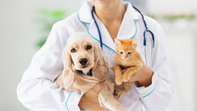 How the Best Veterinary Pharmaceutical Company Supports Animal Wellness?