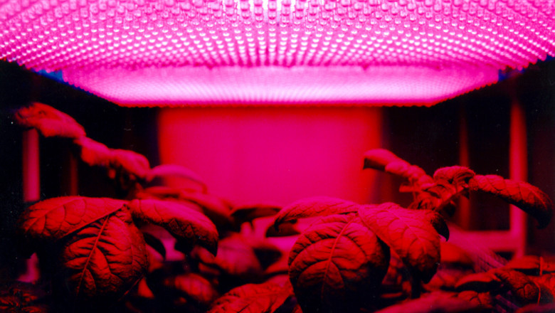 Smarter Growing: The Real Wins of Switching to LED Lights