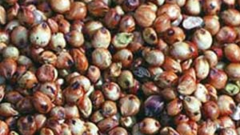 Sorghum Seed Market Analysis: Uncovering Growth Drivers and Key Challenges