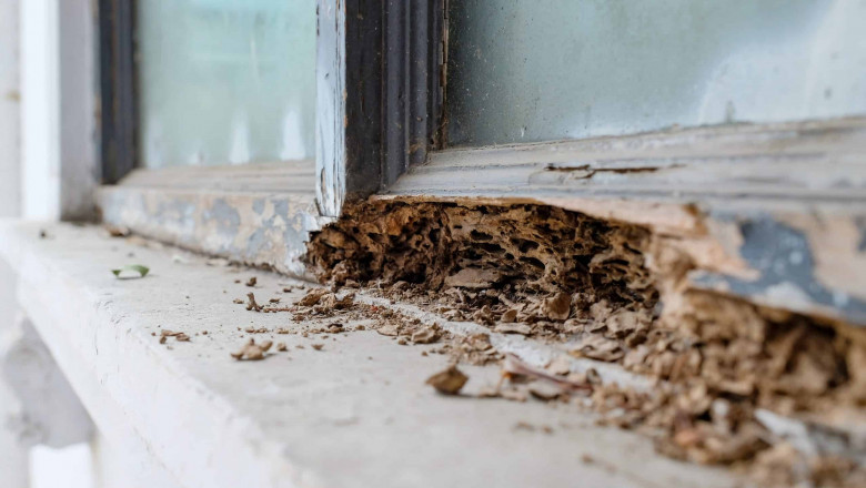 Top Signs You Need a Termite Inspection in Baltimore and What to Do Next