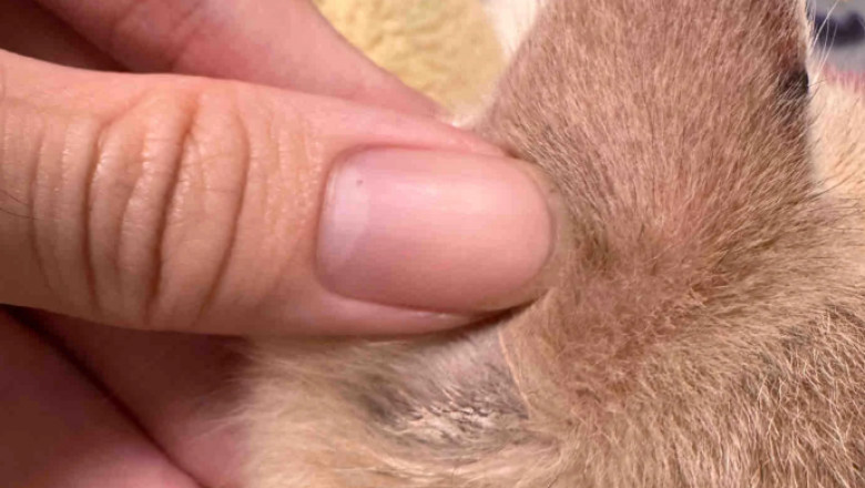 Why Is My Cat Shedding ?