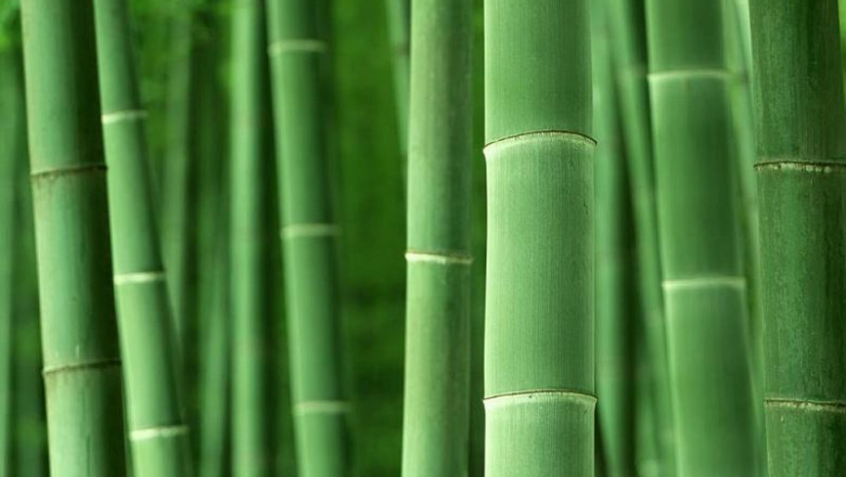 Bamboo Market Value Projected at USD 20.3 Billion by 2034