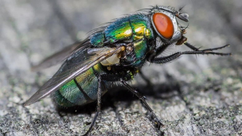 Don’t Let Flies Win: Control Tips for Melbourne Homes