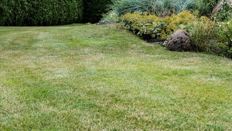 Let DreamLawn Handle Weed Infestation with Care and Environment-Safe Solutions