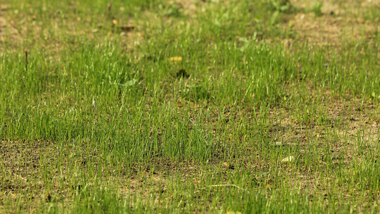 Looking For Sustainable Lawn Care Solutions? Contact DreamLawn