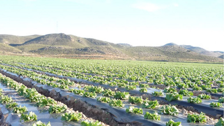 Mulch Film: Transforming Agriculture and Landscaping for a Sustainable Future