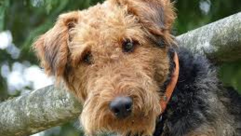 Rare U.S. Dog Breeds You Probably Haven’t Heard Of