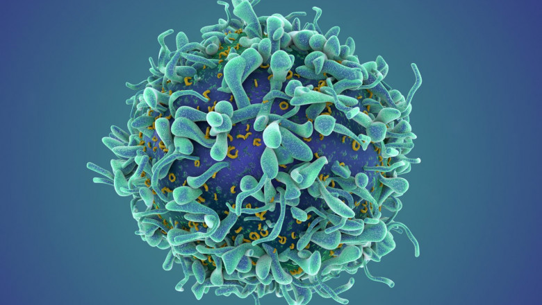TCR Therapy Market Growth and Strategic Insights