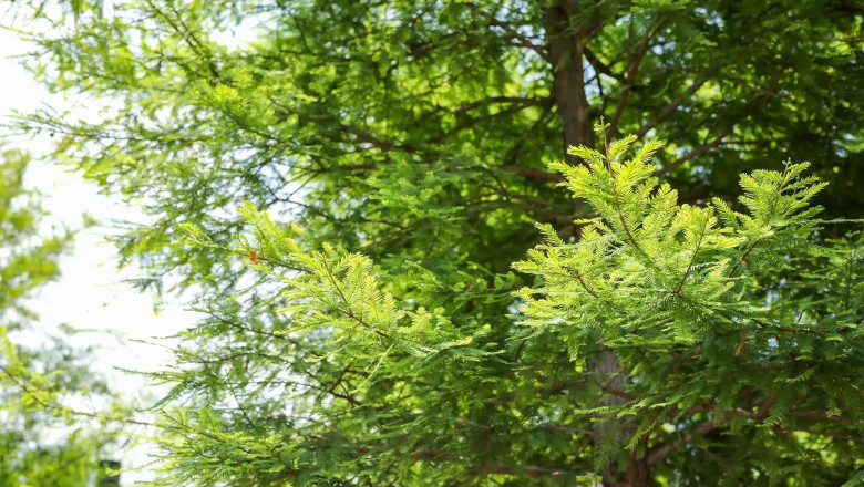 Bald Cypress vs. Elm Tree in Glenview: Which One Is Right for Your Yard?
