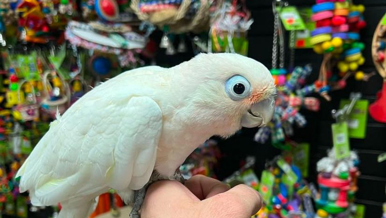 Discover the Charm of Cockatoo Parrots – Smart, Social, and Beautiful Companions