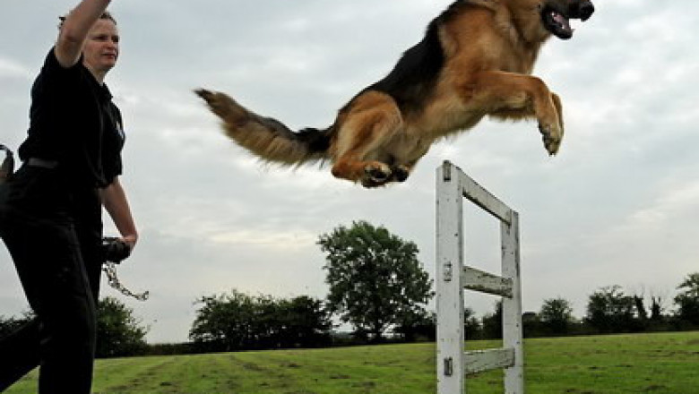 Perfect Dose Veterinary Clinic – Compassionate Care for Your Pets