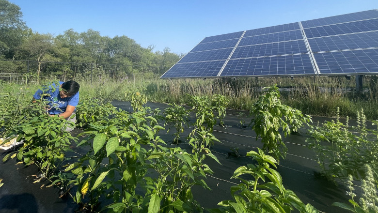 United States Agrivoltaics Market: Size, Trends & Opportunities
