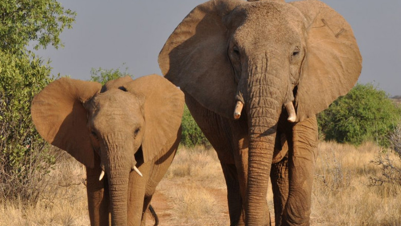 Elephant: The Largest Land Mammal – Facts, Habitat, and Importance