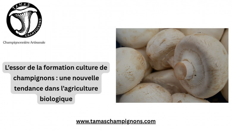 L’essor de la formation culture de champignons : une nouvelle tendance dans l’agriculture biologique