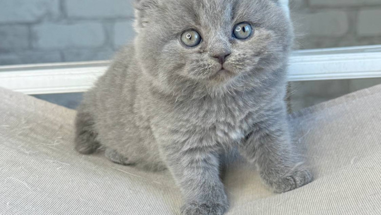 Discover the Personality and Care Needs of Scottish Fold and Straight Kittens