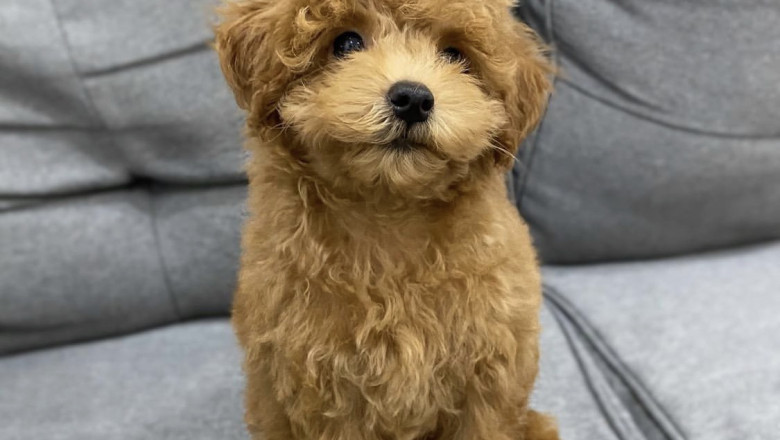 Explore Australian Labradoodles – Hypoallergenic Labradoodle Puppies for Sale