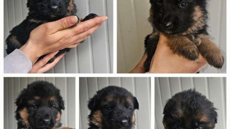 German Shepherd Puppies for Sale – Smart, Loyal, and Ready for New Homes