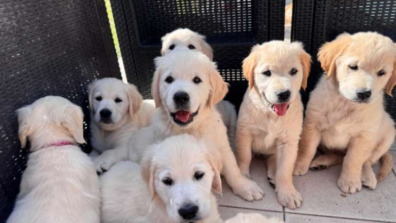 Healthy Golden Retriever Puppies for Sale and Adoption – Trusted EU Breeders