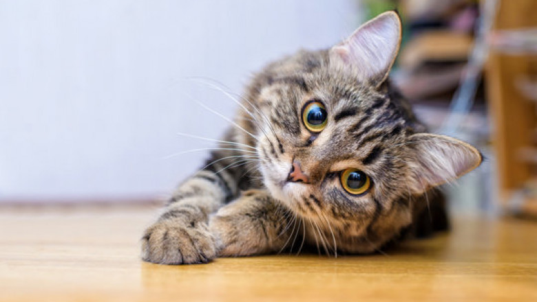 How to Help Your Cat with Hairballs Naturally