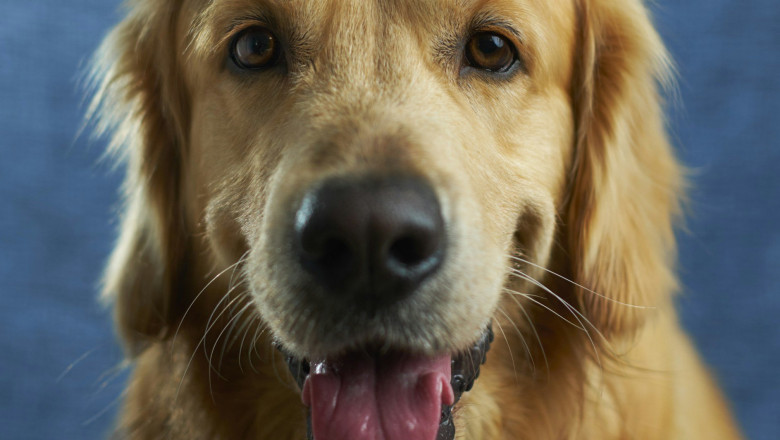 The Ultimate Guide to Sunshine Coast Mobile Groomers