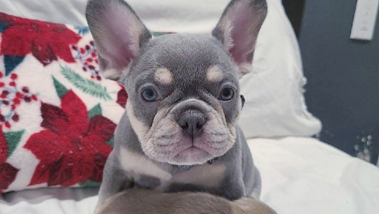French Bulldog Puppies for Sale – Healthy, Playful, and Ready for New Homes