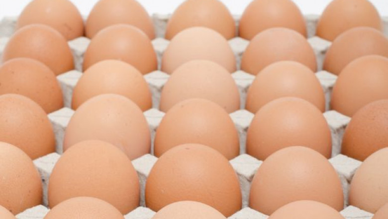 Paper Egg Tray Manufacturers in Bangalore: Sustainable Packaging for a Growing City