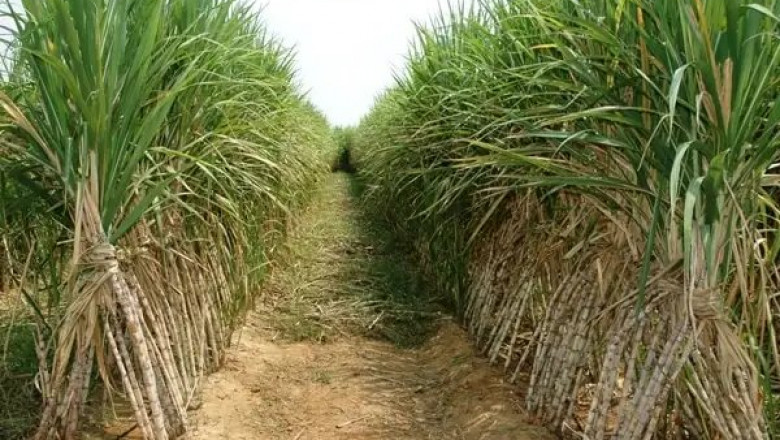 Transforming Traditions: The Evolution of Sugarcane Cultivation in Uttar Pradesh