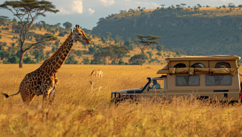 Wake Up to Lion Roars and Endless Horizons in African Wilderness