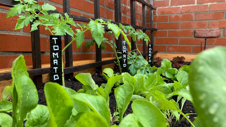 Best Herb Seedlings for Culinary and Medicinal Gardening
