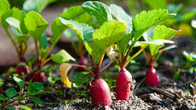 Easy to Grow Vegetable Plants | Perfect for Home Gardens
