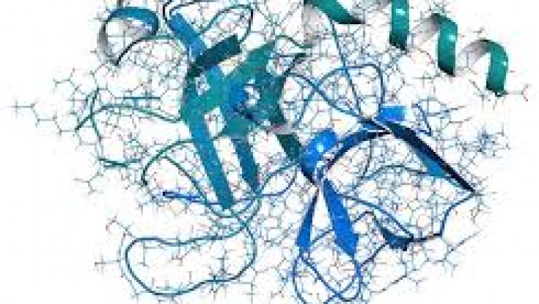Marine Enzymes Market Intelligence: Key Developments, Trends, and Future Outlook