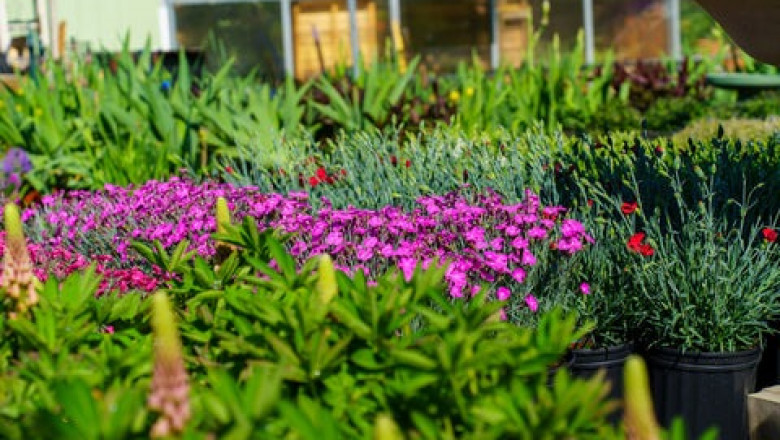 Top Rated Plant Nursery Near You Healthy Plants and Great Prices