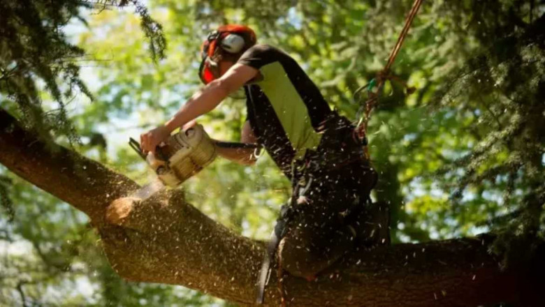 Tree Removal: Everything You Need to Know Before Cutting That Tree Down