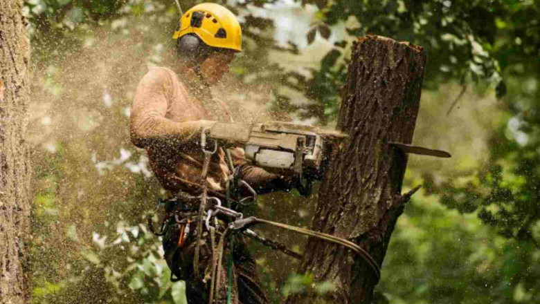 Tree Removal: The Ultimate Guide to Safe and Smart Tree Removal