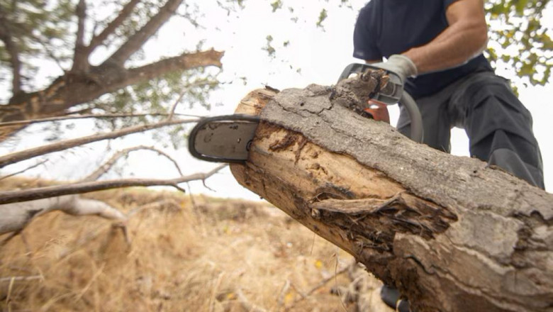 Ultimate Guide to Tree Removal: Safe, Smart &amp; Sustainable Solutions