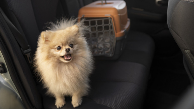 Dog Transport Costs Explained for Pet Parents