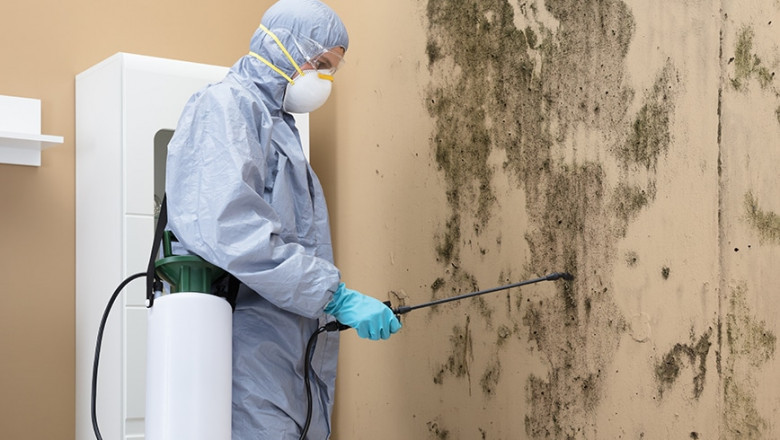 Commercial Mold Remediation: Essential Protection for Your Business