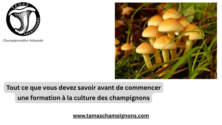 Tout ce que vous devez savoir avant de commencer une formation à la culture des champignons
