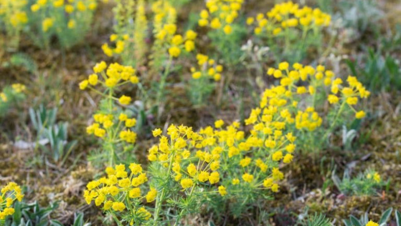 What Kills Spurge But Not Grass? A Complete Guide to Safe Weed Removal