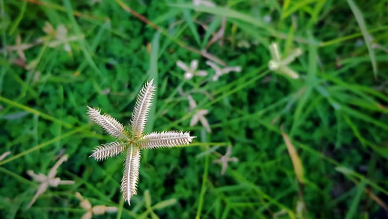 Choosing the Right Grass for Your Yard