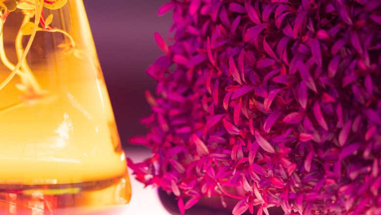 Exploring the Future of Aroma Chemicals Market: Opportunities &amp; Challenges