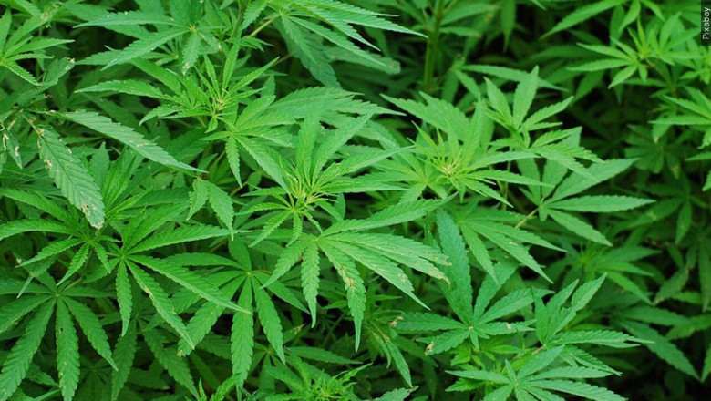 Global Legalized Cannabis Market: Balancing Growth with Public Health Concerns