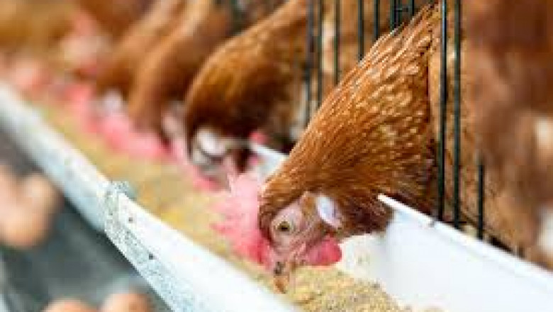 Poultry Feed Market Intelligence: Key Developments, Trends, and Competitive Strategies