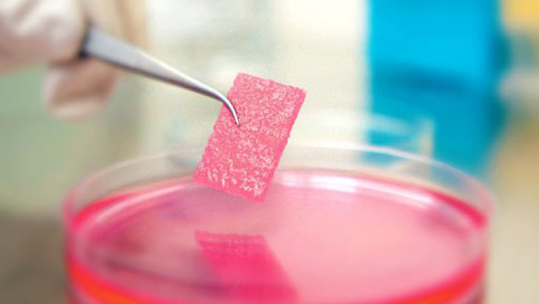 Tissue Engineering Market Size, Trends, and Strategic Outlook 2025-2032