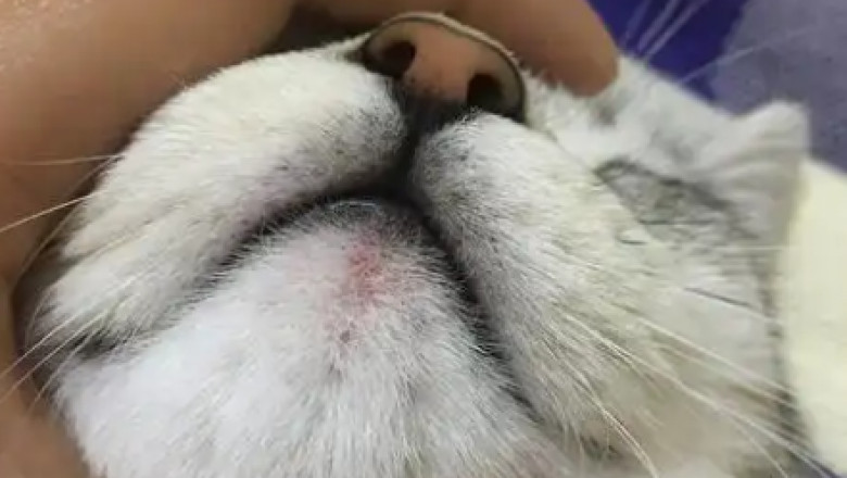 Understanding Feline Chin Breakouts