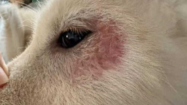 Understanding Mange in Dogs