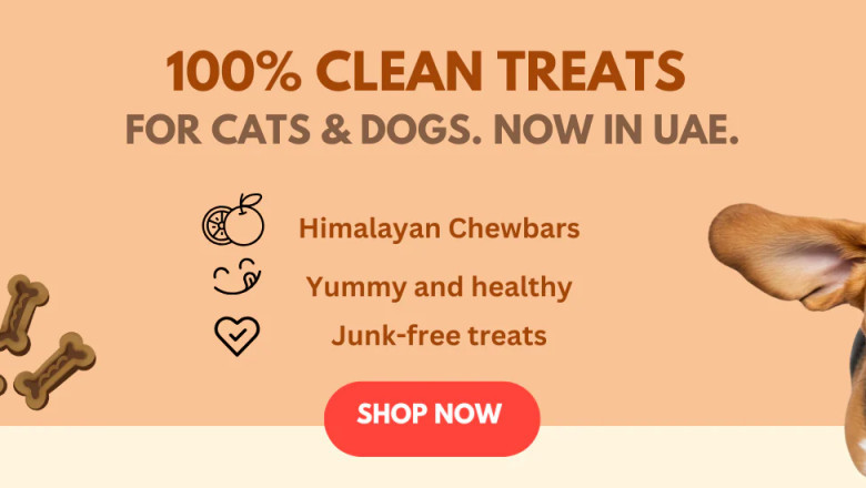 Top 10 Healthy Treats for Dogs and Cats in UAE